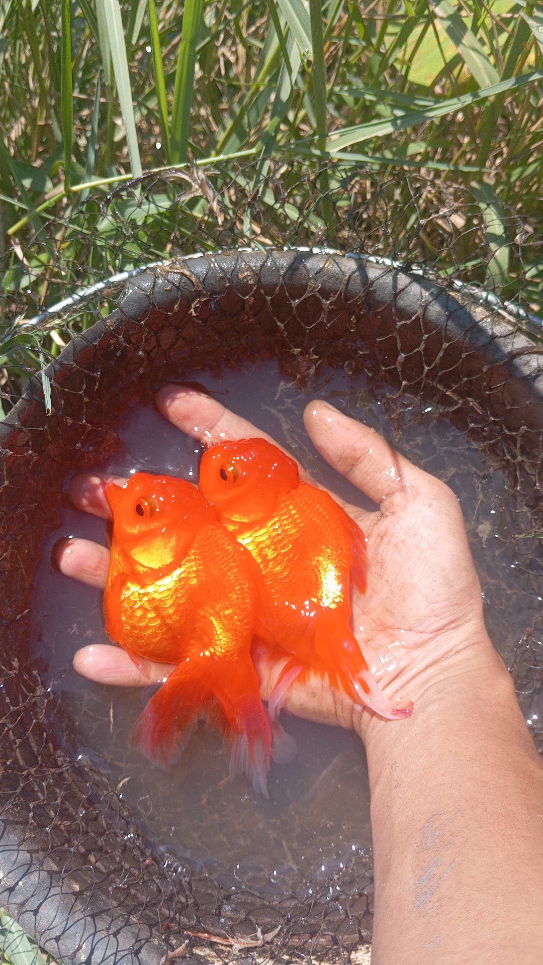 IKAN MAS KOKI ORANDA SUPER CERAH – WARNA GOLDEN ORANGE