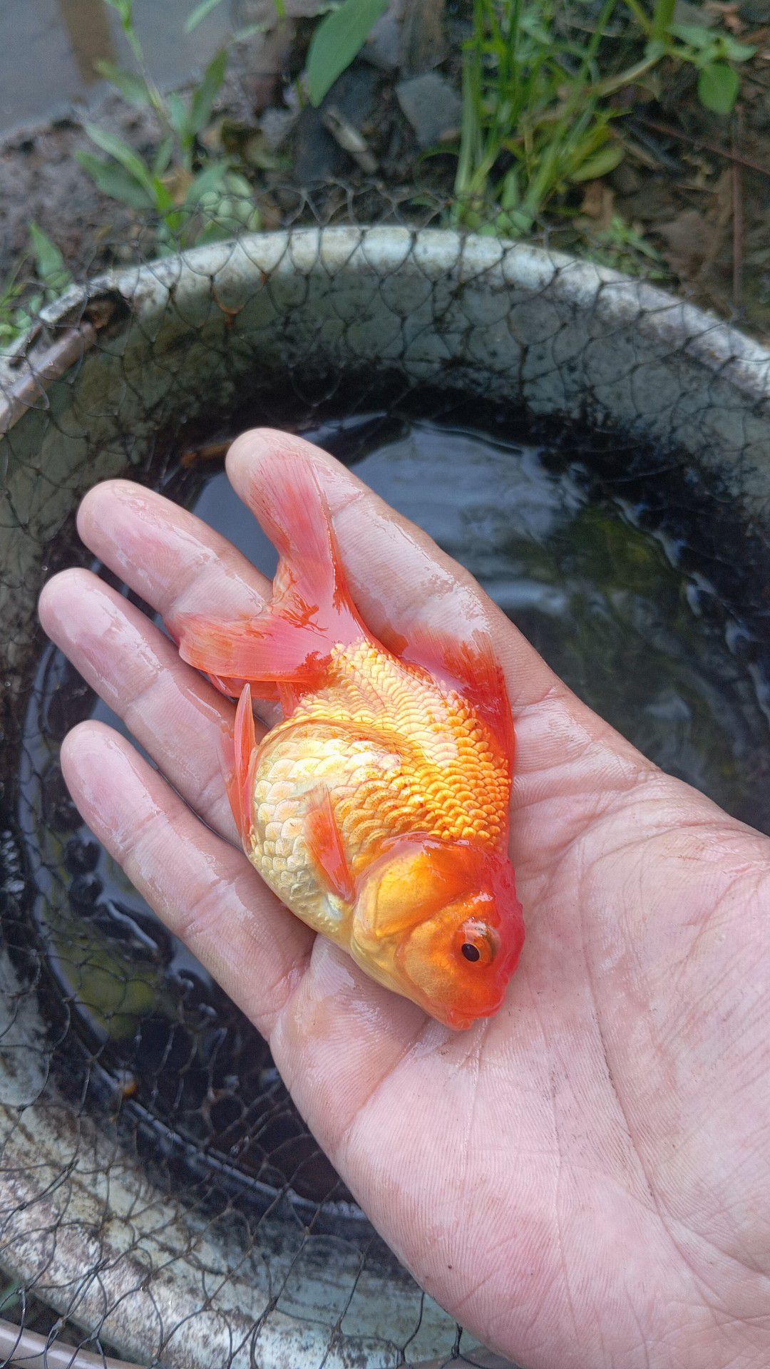 IKAN MAS KOKI ORANDA SUPER CERAH – WARNA GOLDEN ORANGE