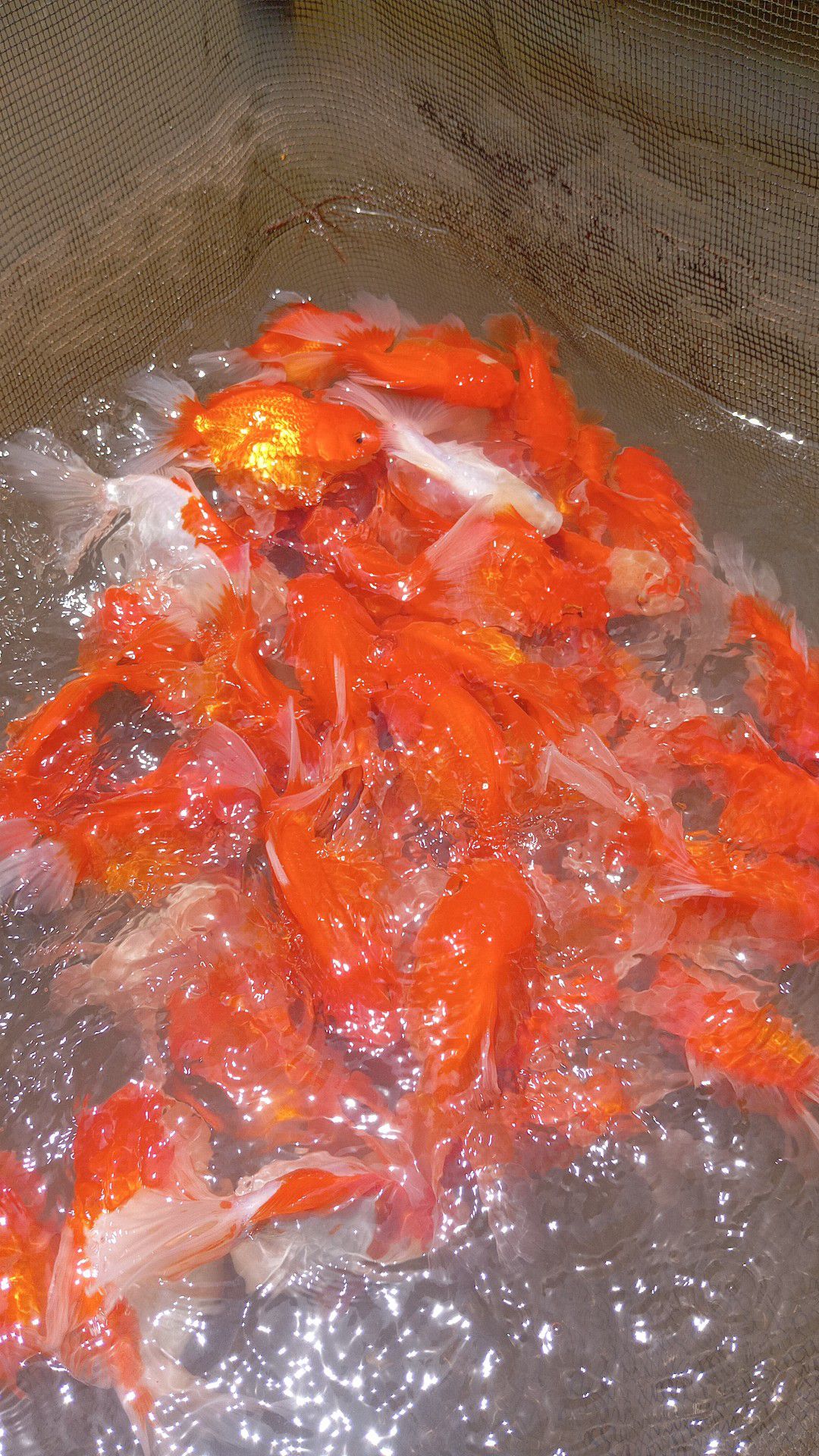 IKAN MAS KOKI ORANDA SUPER CERAH – WARNA GOLDEN ORANGE