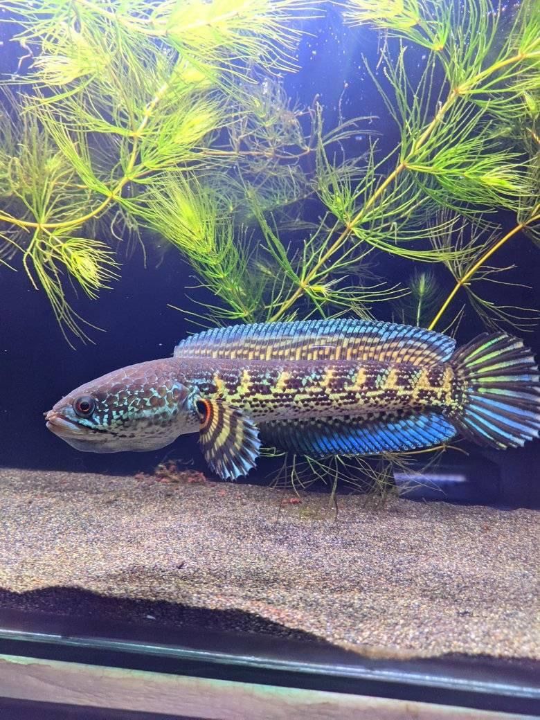🔥 IKAN CHANNA EXOTIC WARNA SUPER LANGKA 🔥