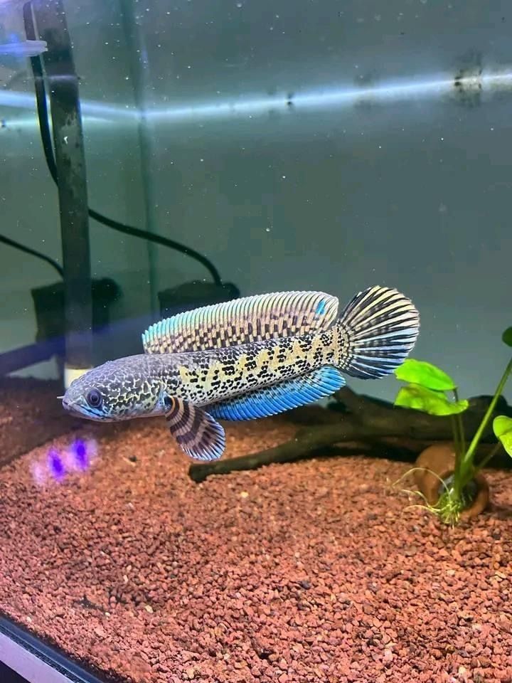 🔥 IKAN CHANNA EXOTIC WARNA SUPER LANGKA 🔥