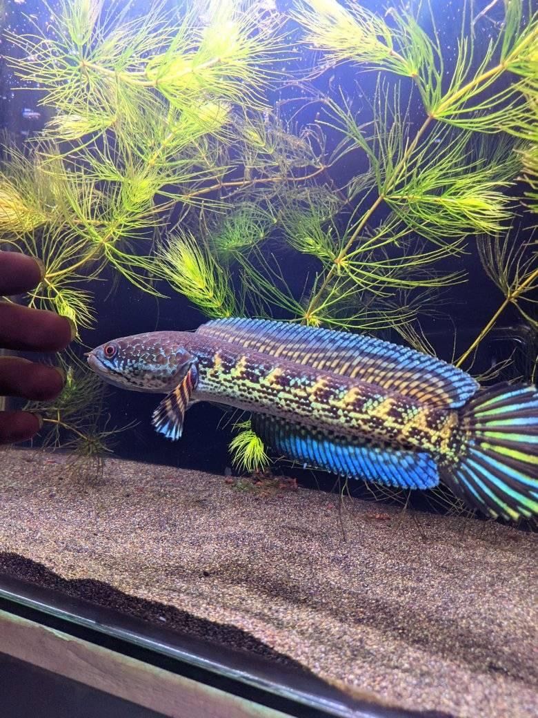 🔥 IKAN CHANNA EXOTIC WARNA SUPER LANGKA 🔥