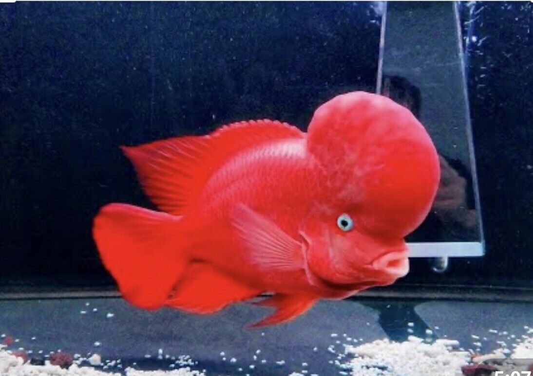 🔥 IKAN LOHAN MERAH JENONG BESAR SUPER 🔥