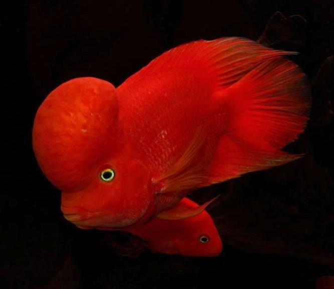 🔥 IKAN LOHAN MERAH JENONG BESAR SUPER 🔥
