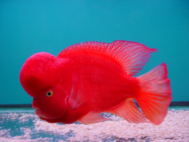🔥 IKAN LOHAN MERAH JENONG BESAR SUPER 🔥