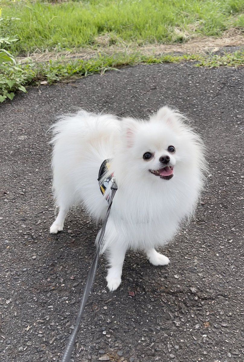 ANAK ANJING POMERANIAN PUTIH SUPER GEMAS