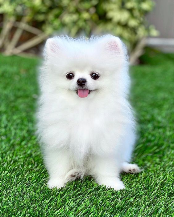 ANAK ANJING POMERANIAN PUTIH SUPER GEMAS