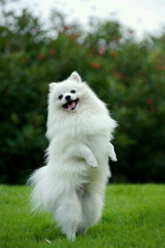 ANAK ANJING POMERANIAN PUTIH SUPER GEMAS