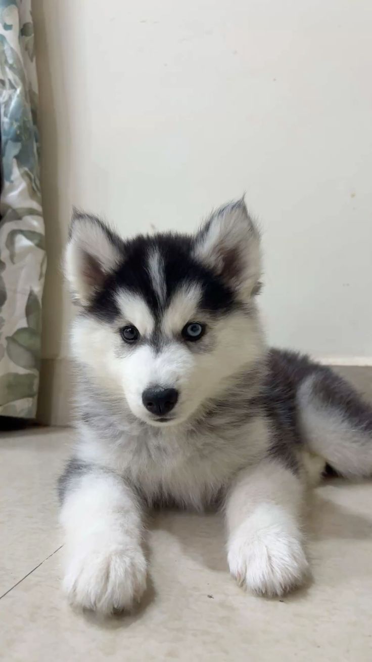 🔥 ANAK ANJING HUSKY MATA BIRU SUPER LUCU 🔥