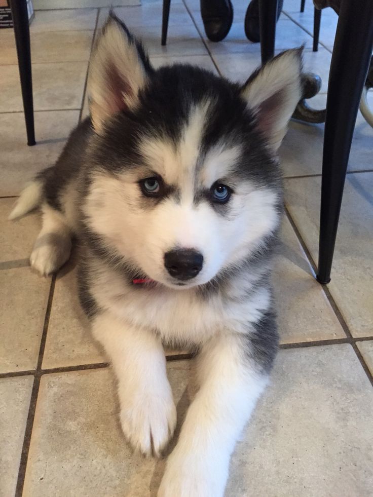 🔥 ANAK ANJING HUSKY MATA BIRU SUPER LUCU 🔥