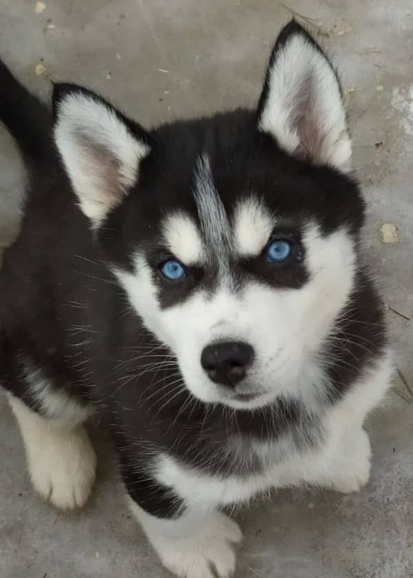 🔥 ANAK ANJING HUSKY MATA BIRU SUPER LUCU 🔥