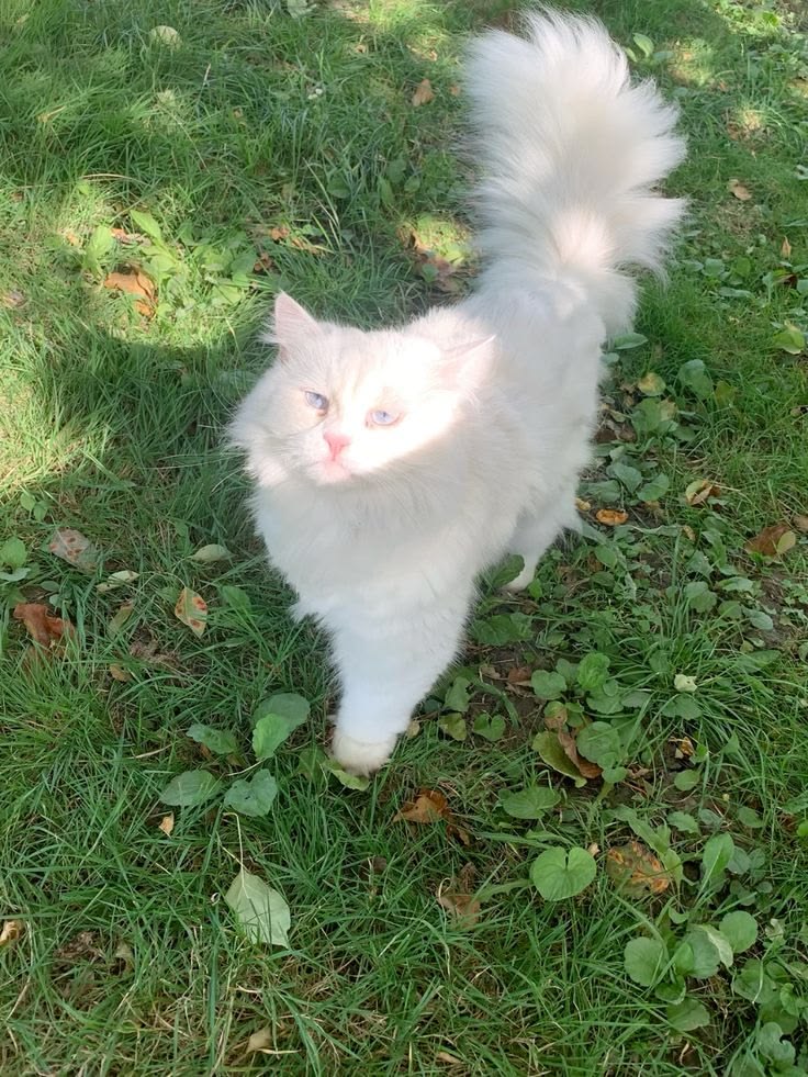 KUCING ANGGORA PUTIH BULU LEBAT MATA BIRU LUCU