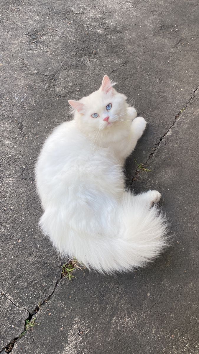 KUCING ANGGORA PUTIH BULU LEBAT MATA BIRU LUCU