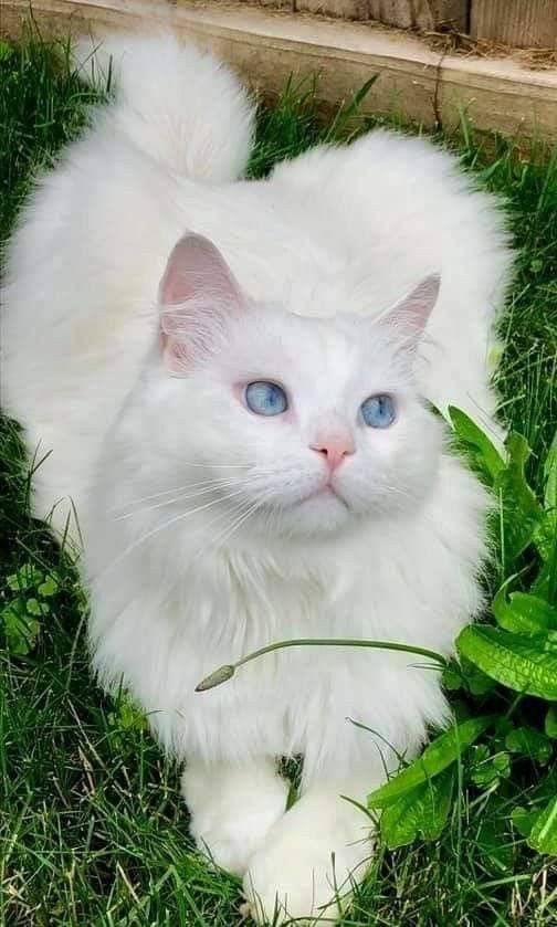 KUCING ANGGORA PUTIH BULU LEBAT MATA BIRU LUCU