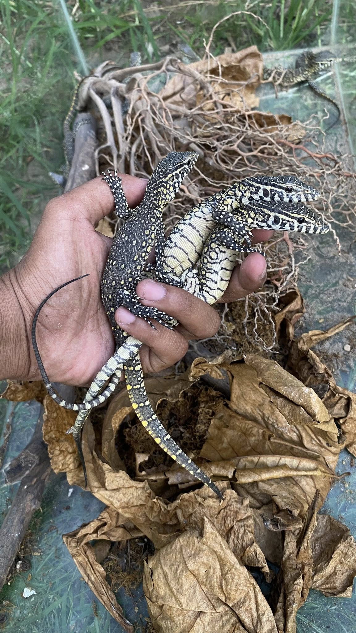Nile monitor / varanus niloticus
