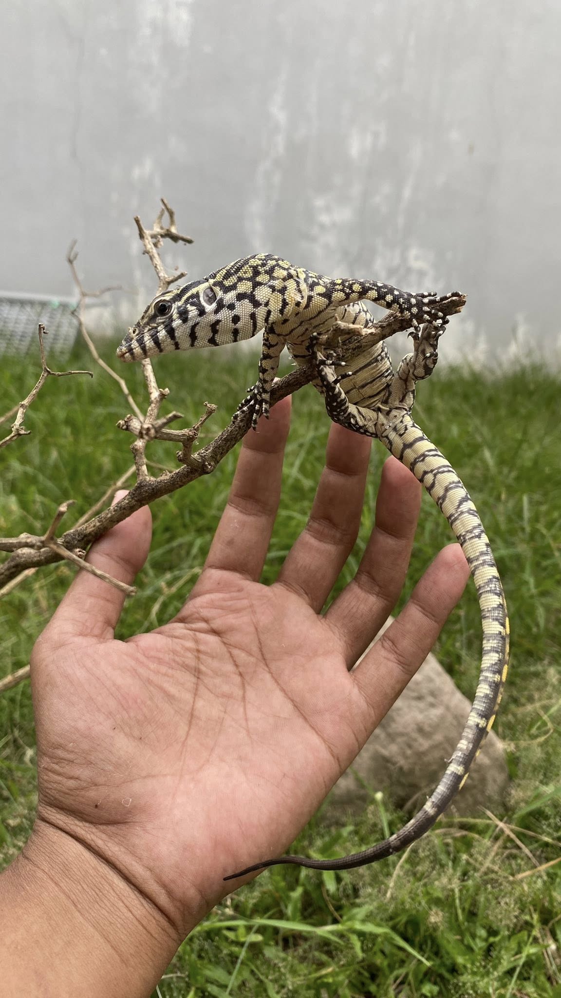 Nile monitor / varanus niloticus