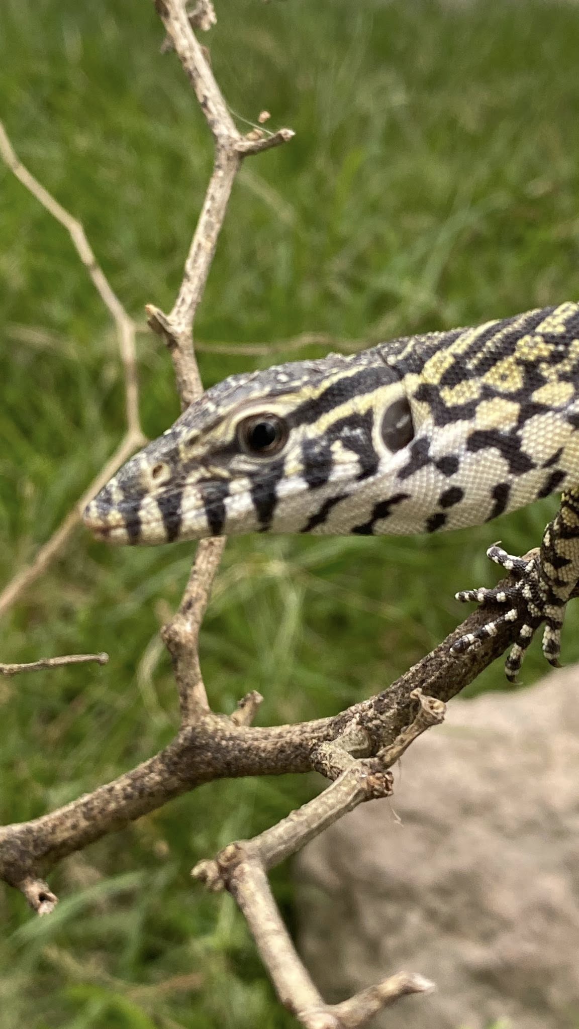 Nile monitor / varanus niloticus