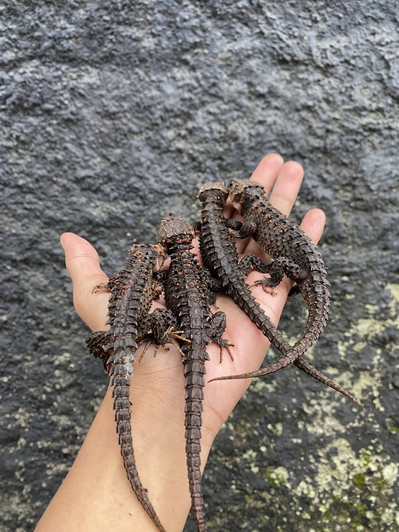 JUAL KADAL GURUN