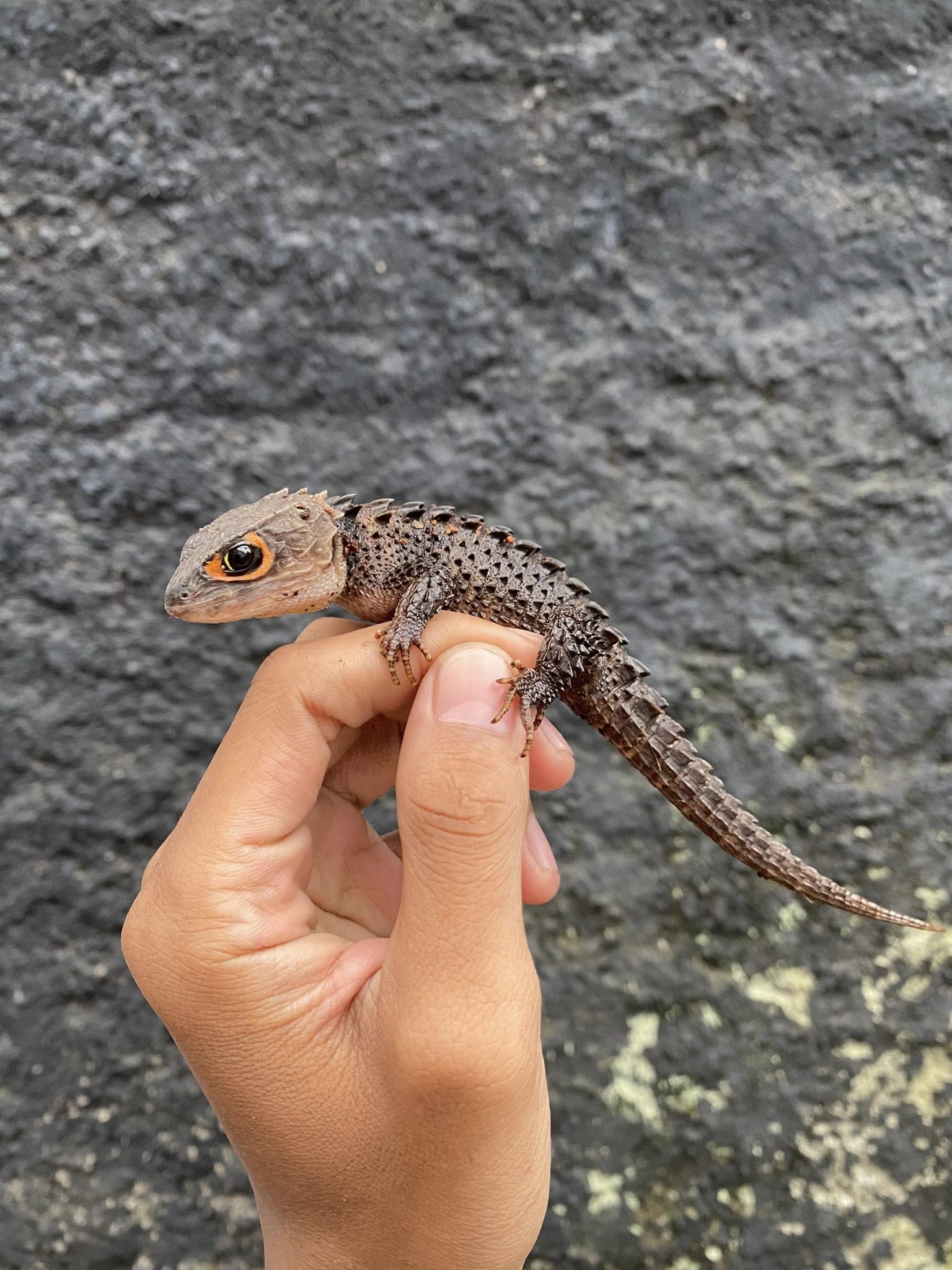 JUAL KADAL GURUN