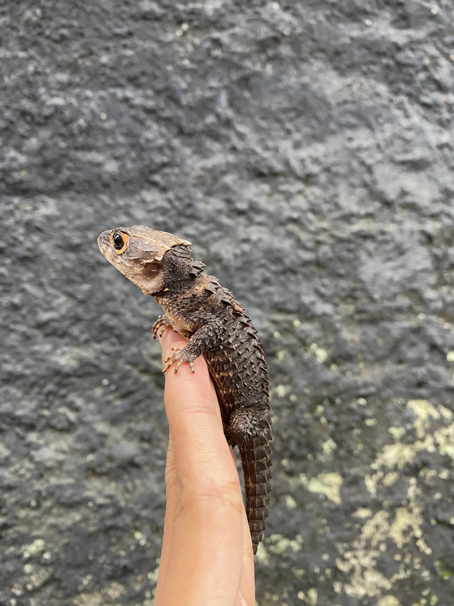 JUAL KADAL GURUN