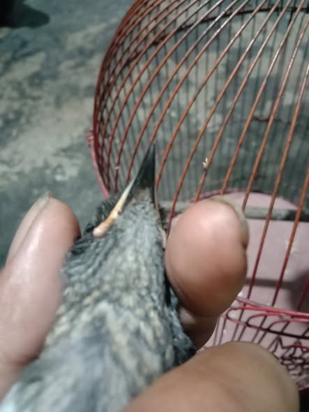 Dijual Burung Kacer Bujang Motif Poci – Siap Gacor! 🐦