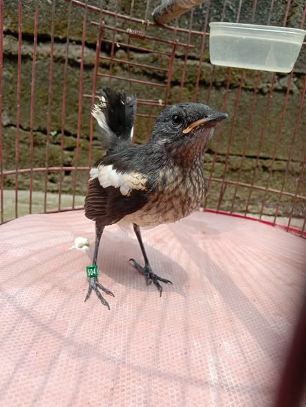 Dijual Burung Kacer Bujang Motif Poci – Siap Gacor! 🐦
