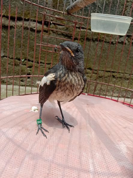 Dijual Burung Kacer Bujang Motif Poci – Siap Gacor! 🐦