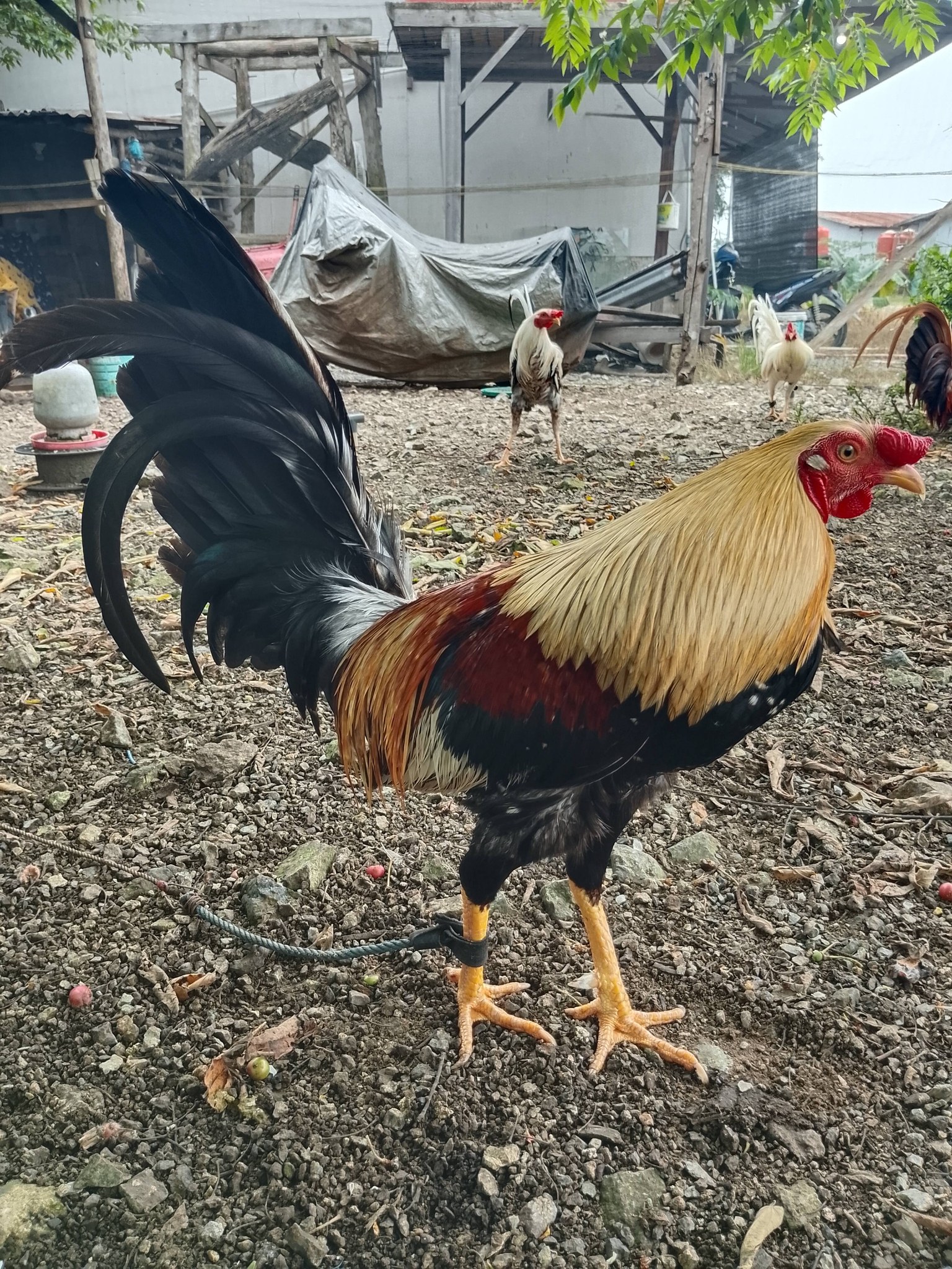Dijual Ayam Bahodopi Morowali Motif Wiring Kuning – Postur Gagah & Siap Rawat!