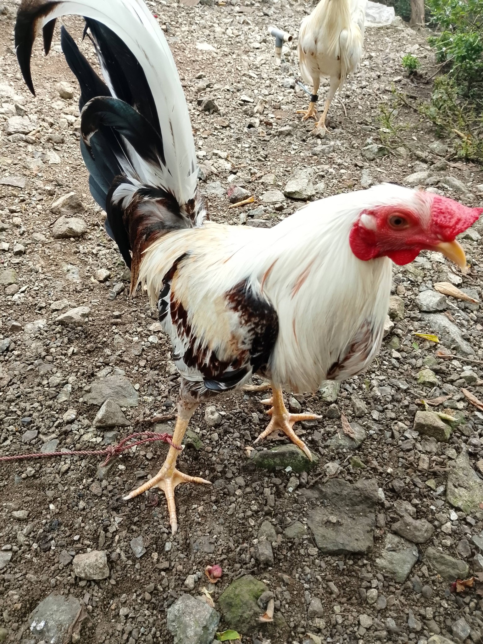 Dijual Ayam Bahodopi Morowali Motif Wiring Kuning – Postur Gagah & Siap Rawat!