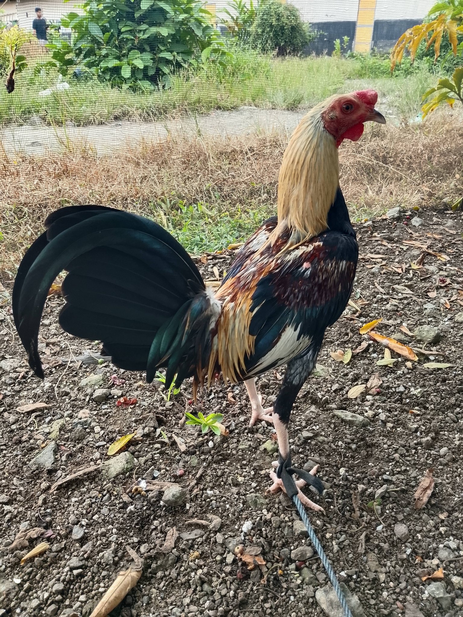 Dijual Ayam Bahodopi Morowali Motif Wiring Kuning – Postur Gagah & Siap Rawat!