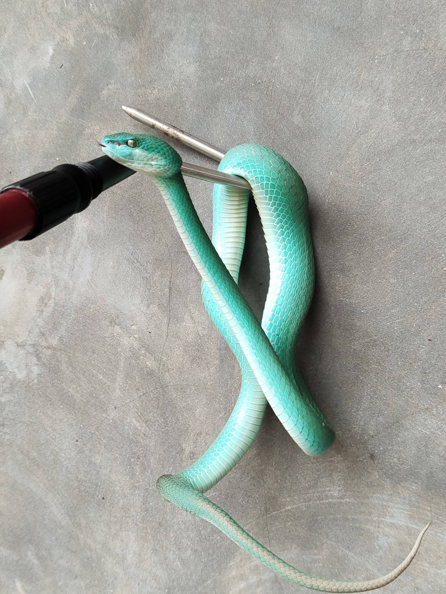 ULAR VIPER BLUE INSUL MATA SILVER