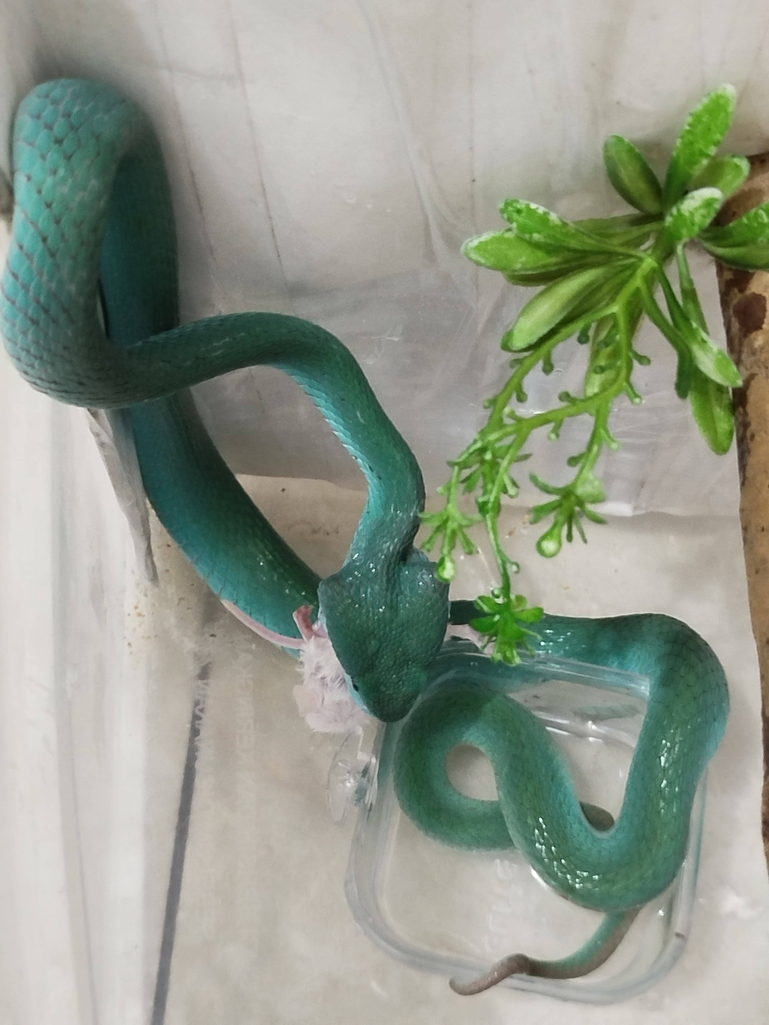 ULAR VIPER BLUE INSUL MATA SILVER