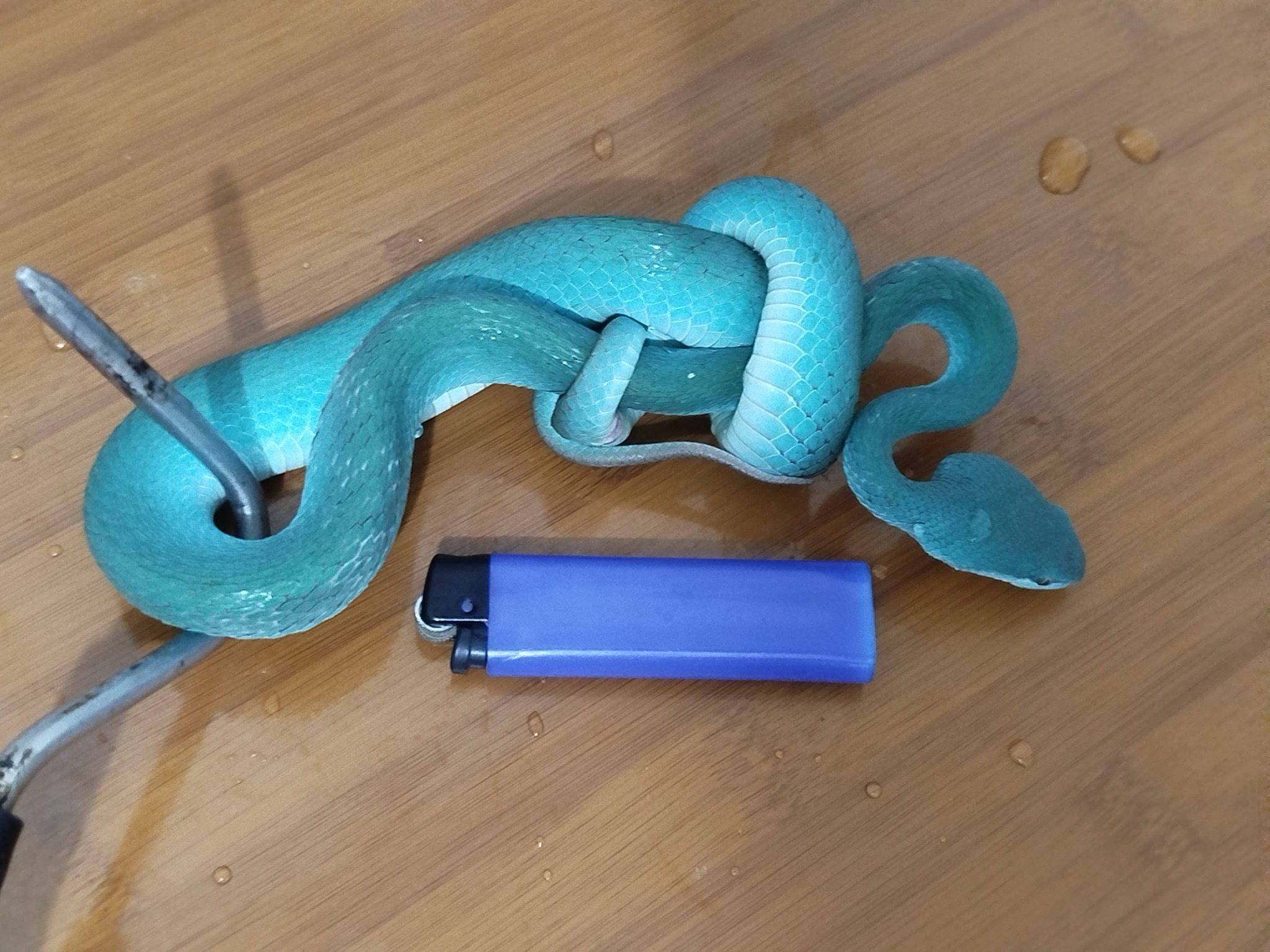 ULAR VIPER BLUE INSUL MATA SILVER