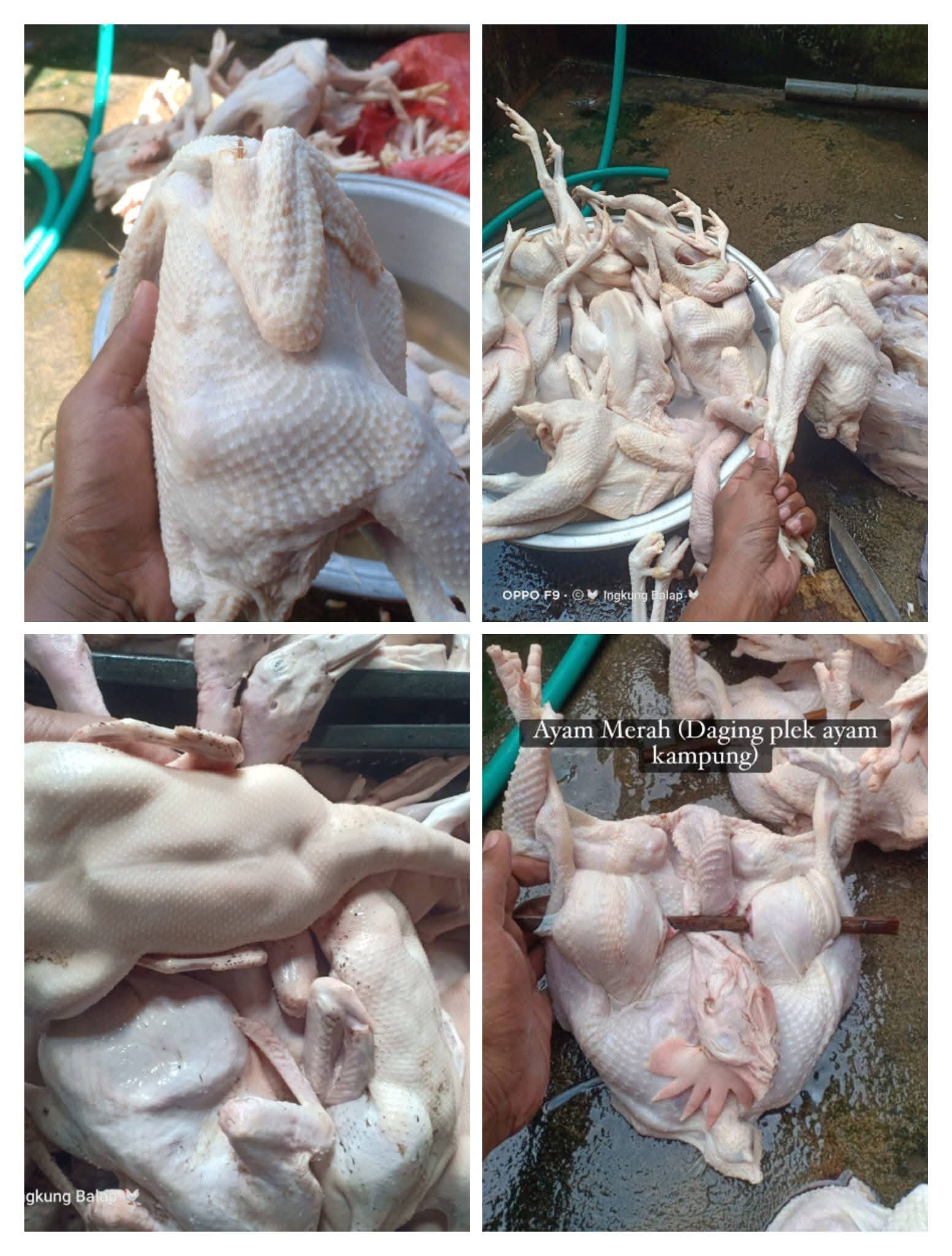 🔥 DIJUAL AYAM KAMPUNG MERAH SEGAR (DAGING PLEK) – SIAP MASAK! 🔥