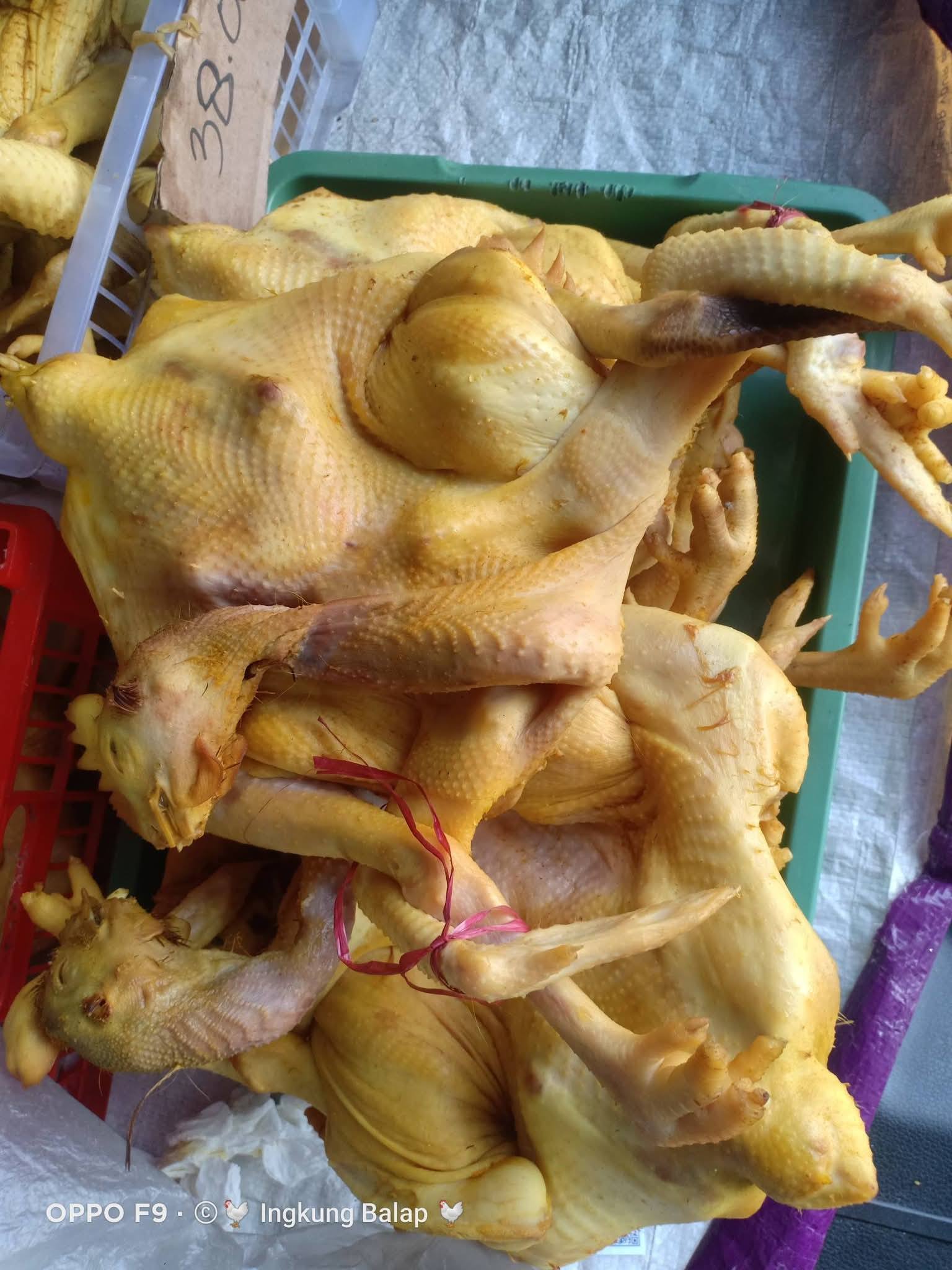 🔥 DIJUAL AYAM KAMPUNG MERAH SEGAR (DAGING PLEK) – SIAP MASAK! 🔥