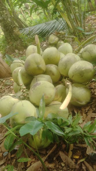 🔥 DIJUAL KELAPA MUDA SEGAR PETIK LANGSUNG DARI KEBUN 🔥