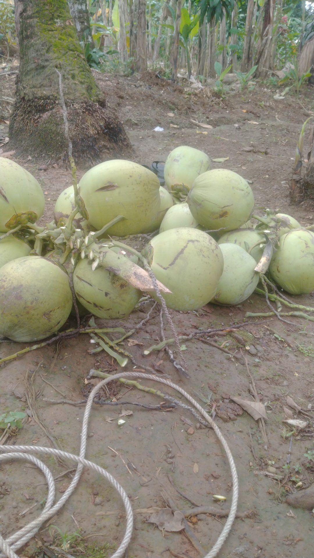 🔥 DIJUAL KELAPA MUDA SEGAR PETIK LANGSUNG DARI KEBUN 🔥