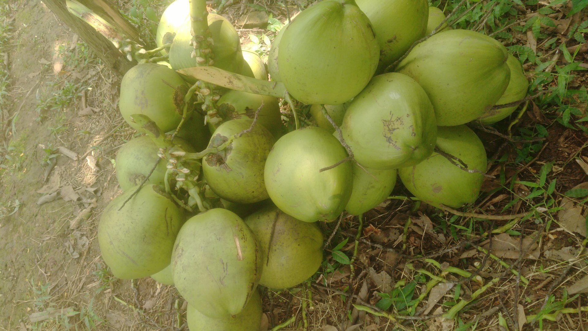 🔥 DIJUAL KELAPA MUDA SEGAR PETIK LANGSUNG DARI KEBUN 🔥
