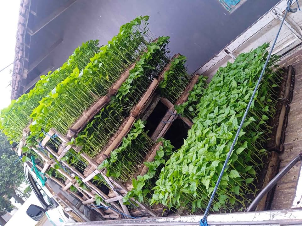 Ready BIBIT CABE ORI 212