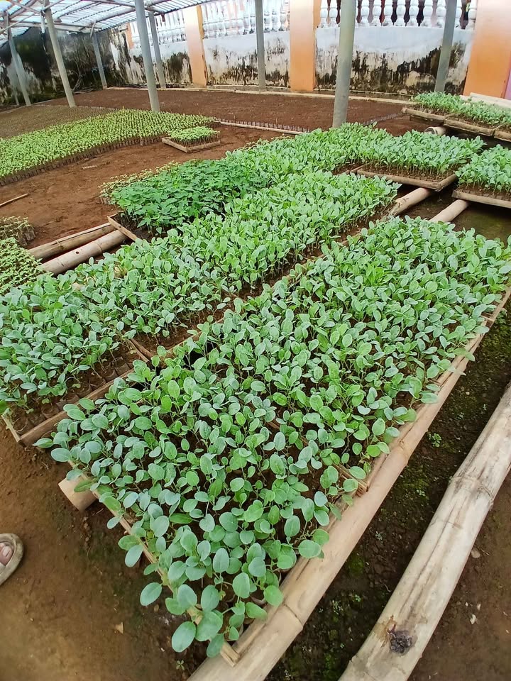 Ready BIBIT CABE ORI 212