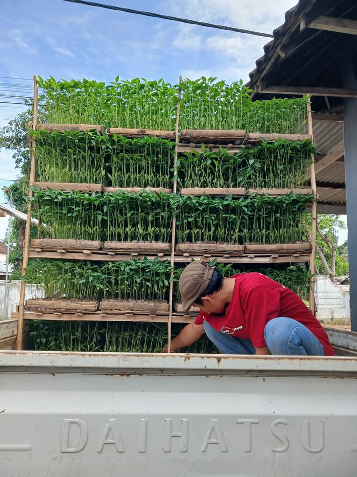 Ready BIBIT CABE ORI 212