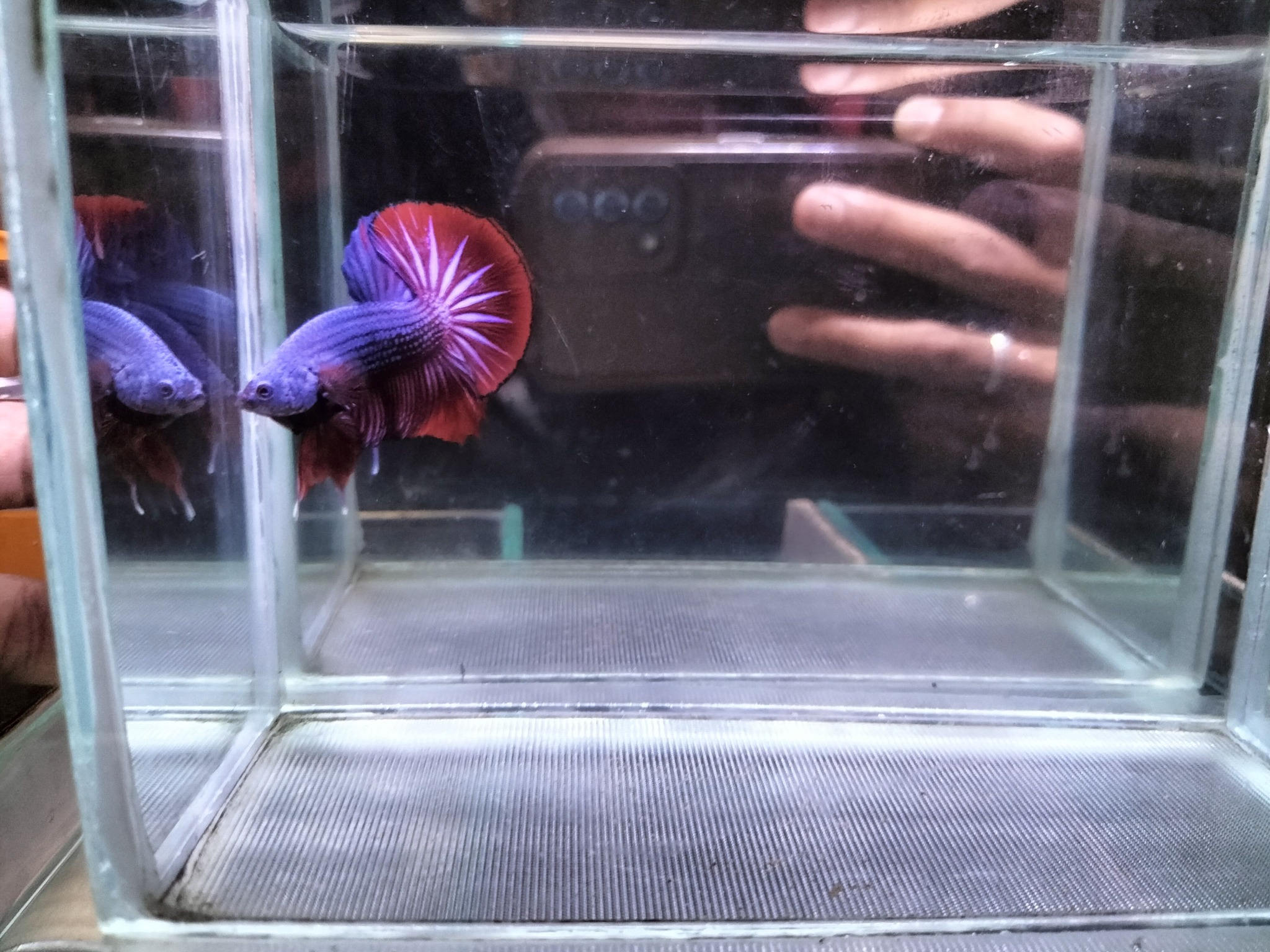 🐟 JUAL IKAN CUPANG BERKUALITAS – SIAP KIRIM 🐟