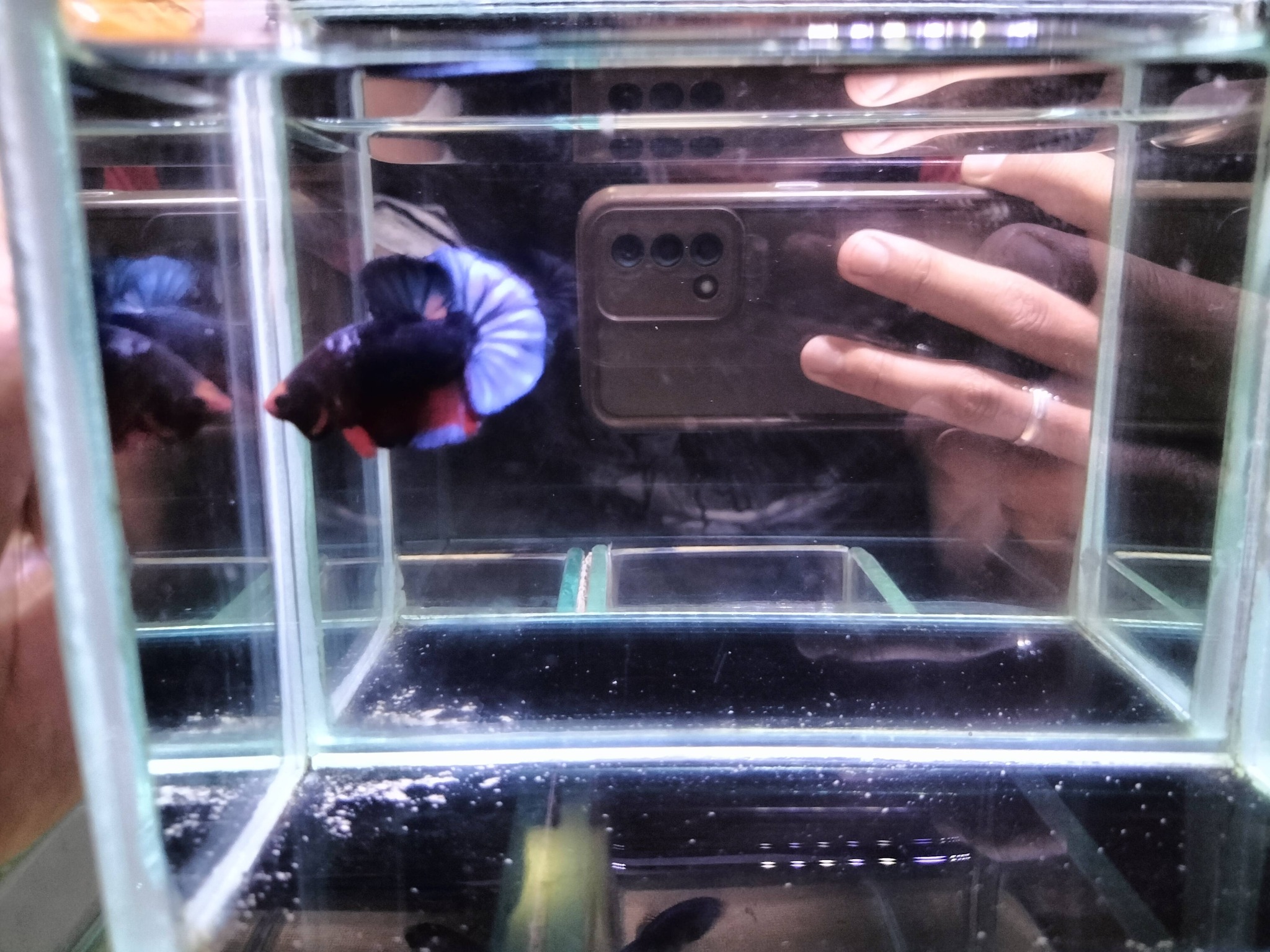 🐟 JUAL IKAN CUPANG BERKUALITAS – SIAP KIRIM 🐟