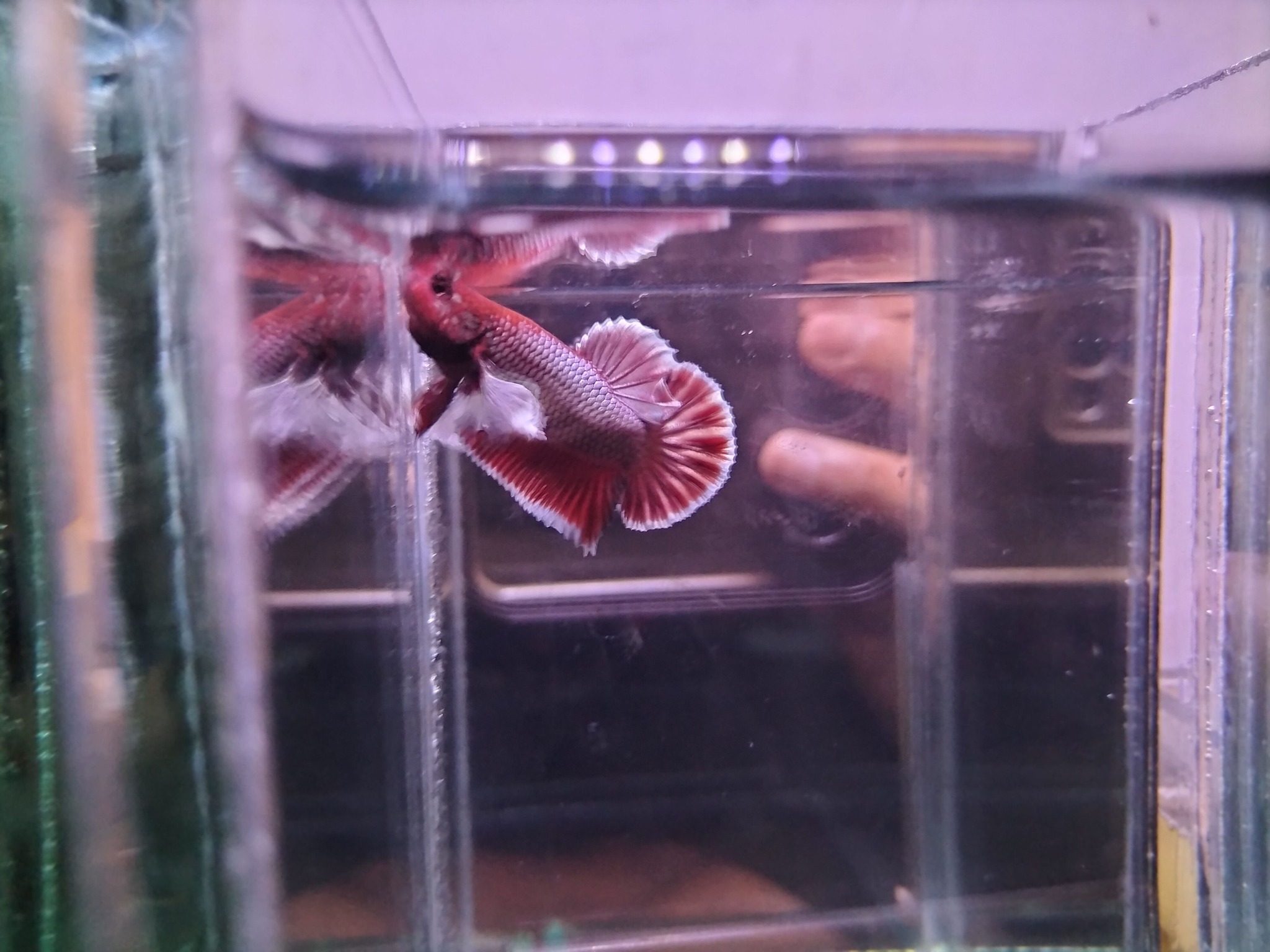 🐟 JUAL IKAN CUPANG BERKUALITAS – SIAP KIRIM 🐟