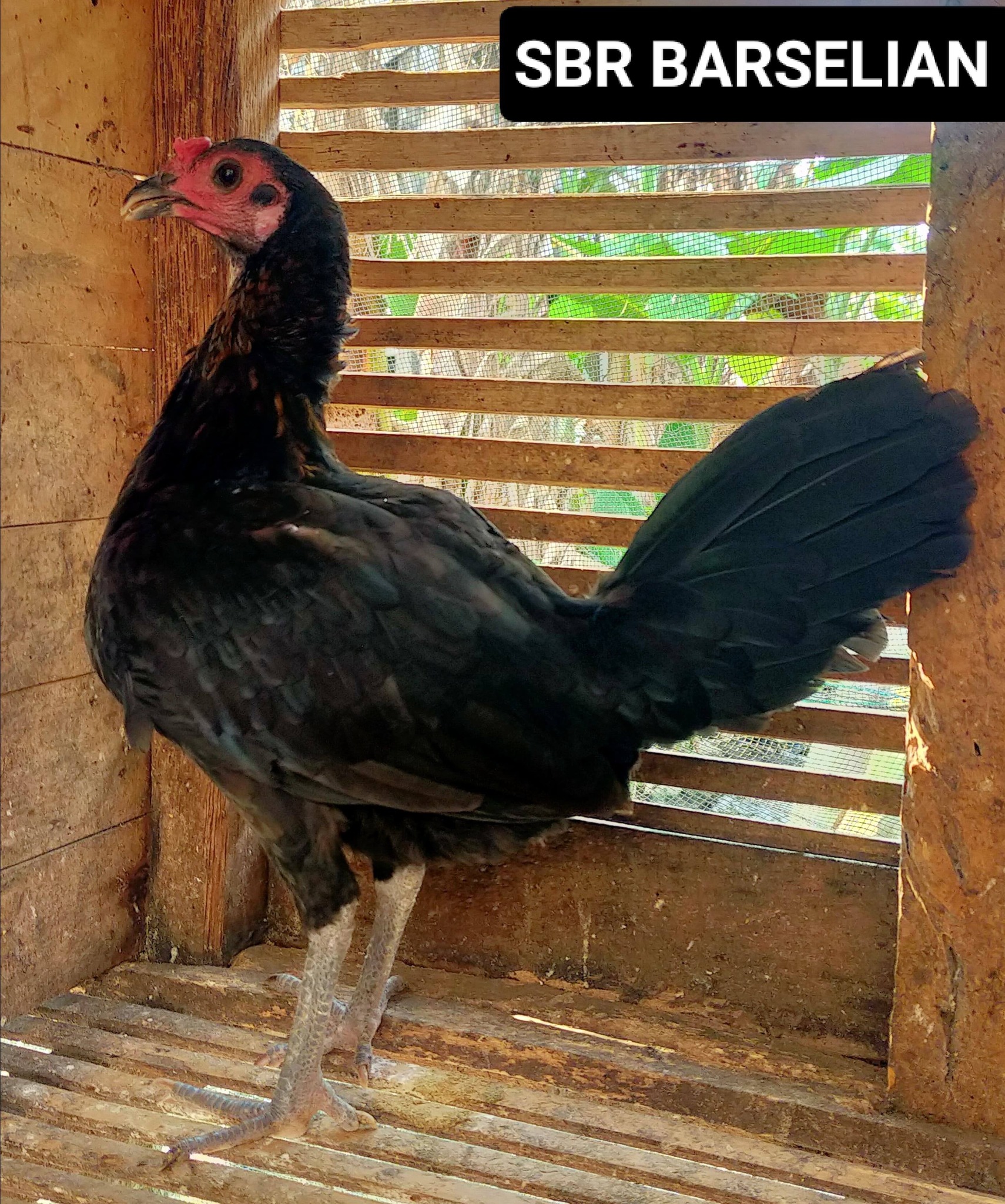 Dijual Indukan Ayam Filipina Asli – Sehat, Produktif, Siap Ternak