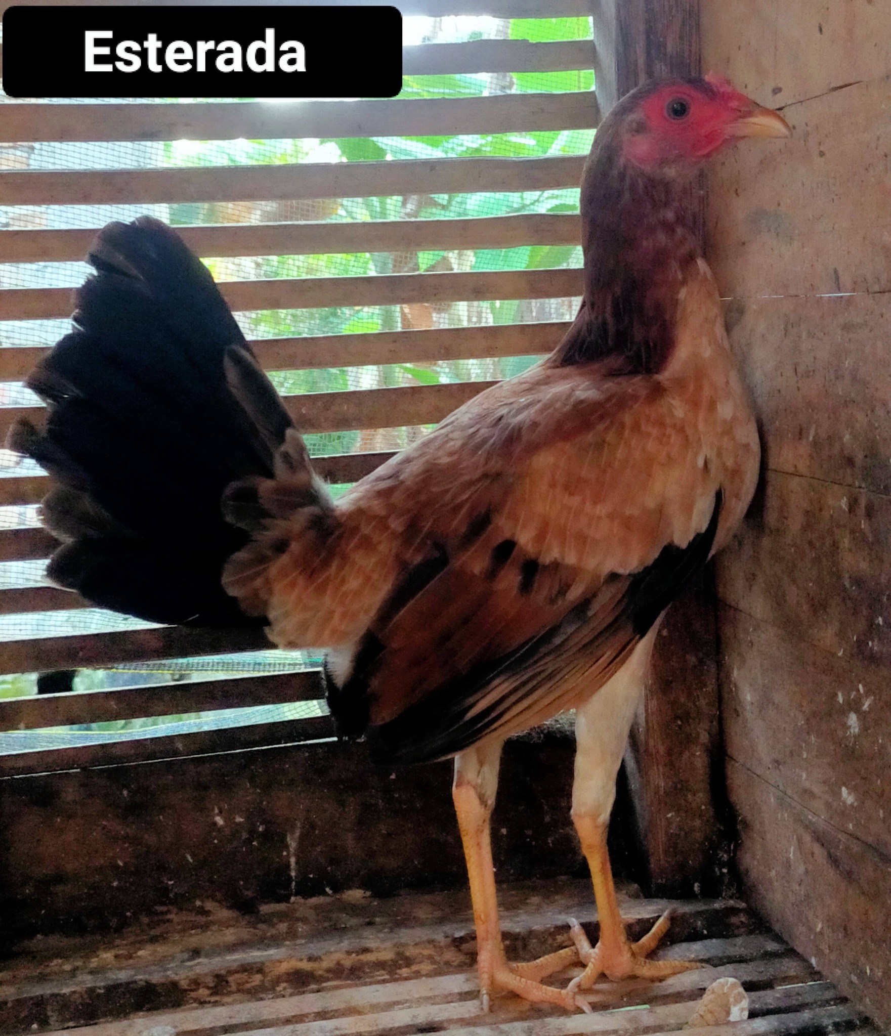 Dijual Indukan Ayam Filipina Asli – Sehat, Produktif, Siap Ternak