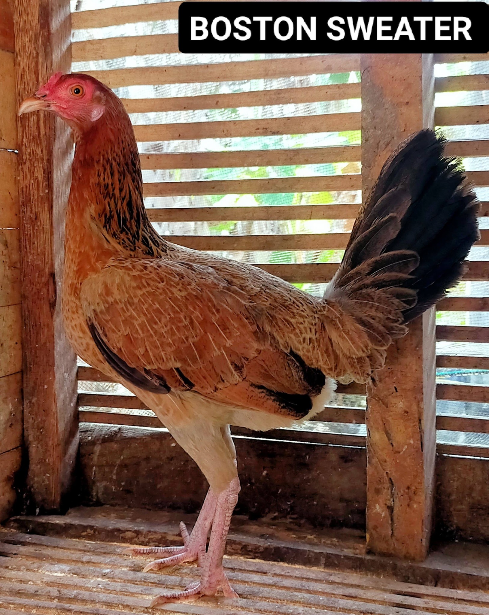 Dijual Indukan Ayam Filipina Asli – Sehat, Produktif, Siap Ternak