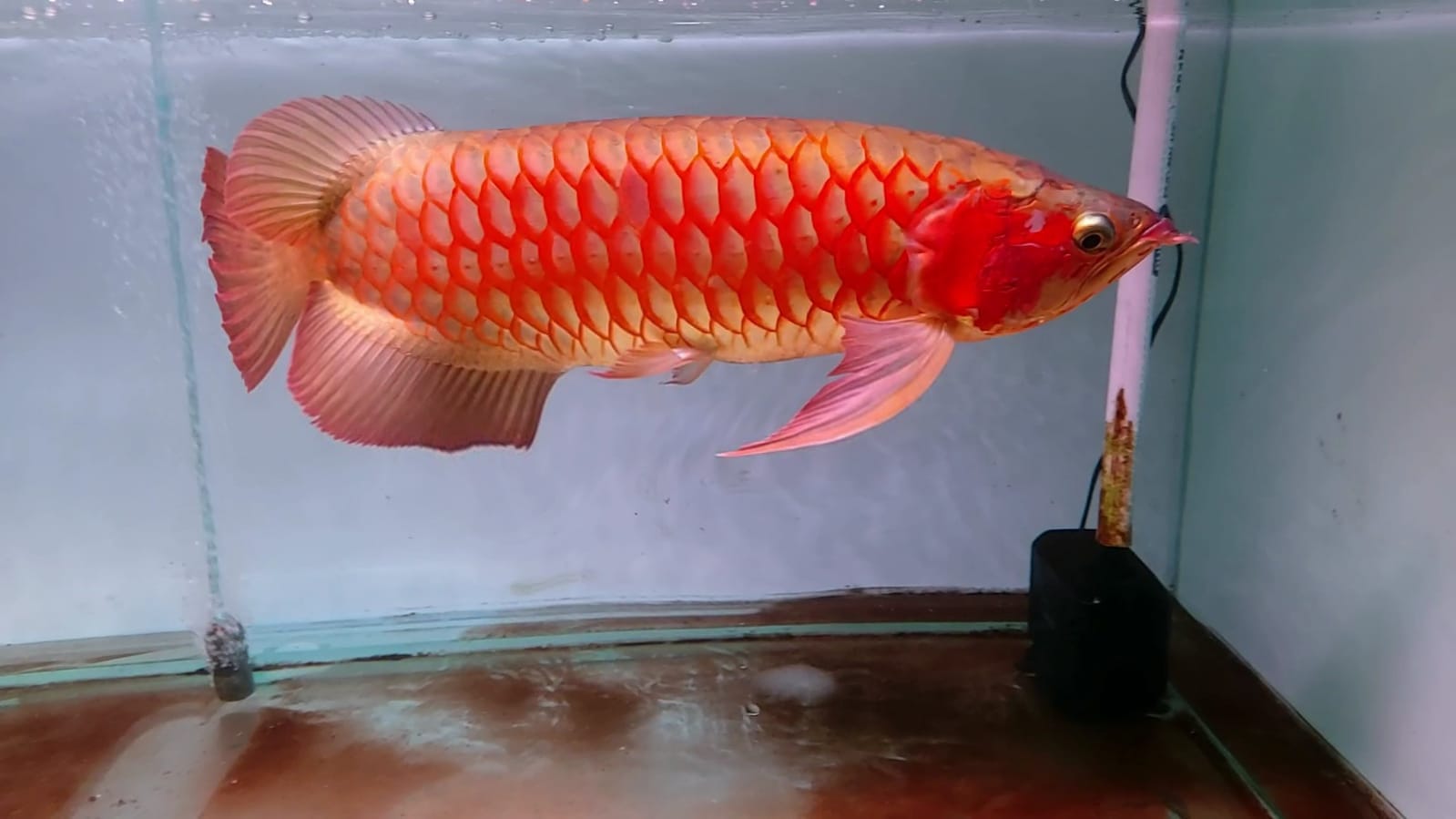 READY ARWANA SUPER RED JUMBO – IKAN PREMIUM UNTUK DISPLAY BERKELAS ✨