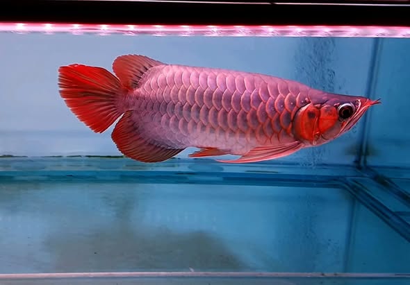 READY ARWANA SUPER RED JUMBO – IKAN PREMIUM UNTUK DISPLAY BERKELAS ✨