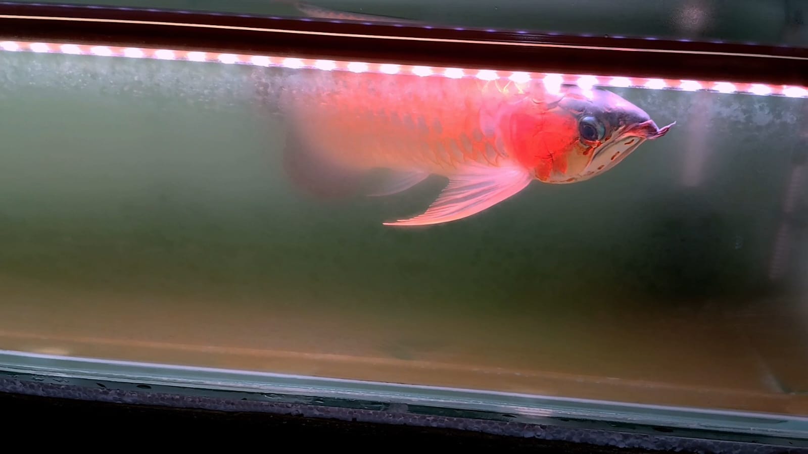 READY ARWANA SUPER RED JUMBO – IKAN PREMIUM UNTUK DISPLAY BERKELAS ✨